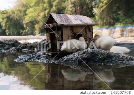 Little baby ducks playing near their small wooden coop on a rocky riverbank. Little baby ducks playing near their small wooden coop on a rocky riverbank. 141007708