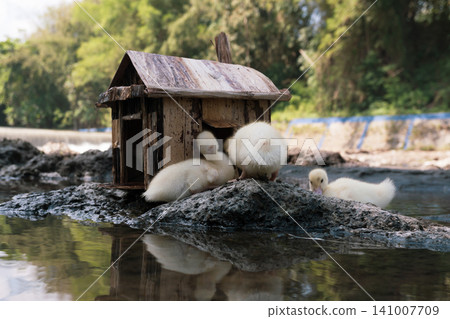 Little baby ducks playing near their small wooden coop on a rocky riverbank. Little baby ducks playing near their small wooden coop on a rocky riverbank. 141007709