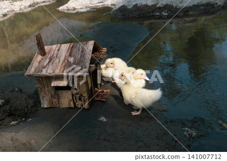 Little baby ducks playing near their small wooden coop on a rocky riverbank. Little baby ducks playing near their small wooden coop on a rocky riverbank. 141007712