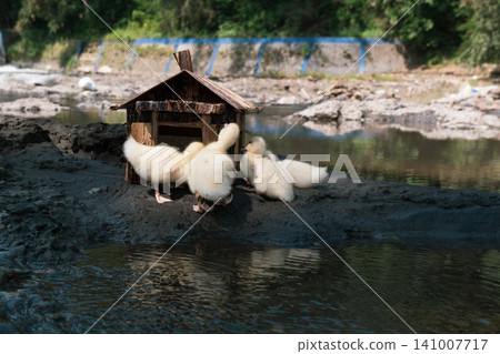 Little baby ducks playing near their small wooden coop on a rocky riverbank. Little baby ducks playing near their small wooden coop on a rocky riverbank. 141007717