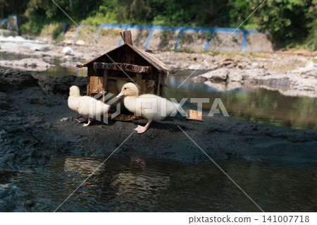 Little baby ducks playing near their small wooden coop on a rocky riverbank. Little baby ducks playing near their small wooden coop on a rocky riverbank. 141007718
