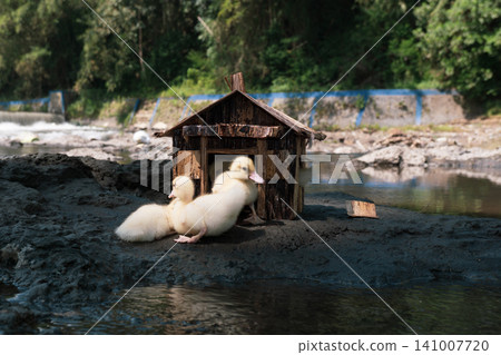 Little baby ducks playing near their small wooden coop on a rocky riverbank. Little baby ducks playing near their small wooden coop on a rocky riverbank. 141007720