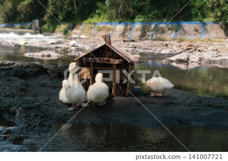 Little baby ducks playing near their small wooden coop on a rocky riverbank. 141007721