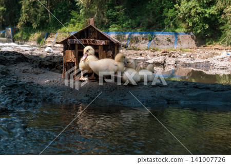 Little baby ducks playing near their small wooden coop on a rocky riverbank. Little baby ducks playing near their small wooden coop on a rocky riverbank. 141007726