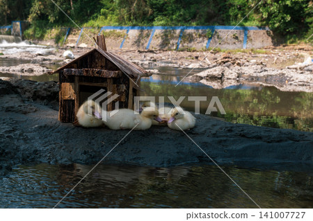 Little baby ducks playing near their small wooden coop on a rocky riverbank. Little baby ducks playing near their small wooden coop on a rocky riverbank. 141007727