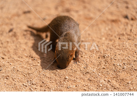 Dwarf Mongoose Sniffing Sandy Ground in Sunlight 141007744