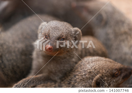 Group of Banded Mongooses Resting Closely Together Group of Banded Mongooses Resting Closely Together 141007746