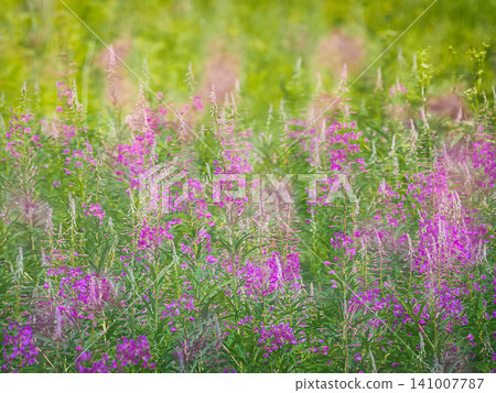 Blooming fireweed flowers in a green summer meadow. 141007787