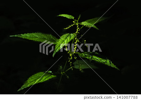 Stinging nettle plant (Urtica dioica) close up illuminated on a dramatic dark black background. Stinging nettle plant (Urtica dioica) close up illuminated on a dramatic dark black background. 141007788