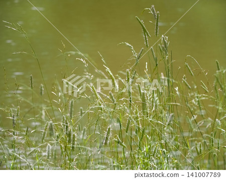 Natural summer background, multi-exposure of grass on a pond. 141007789