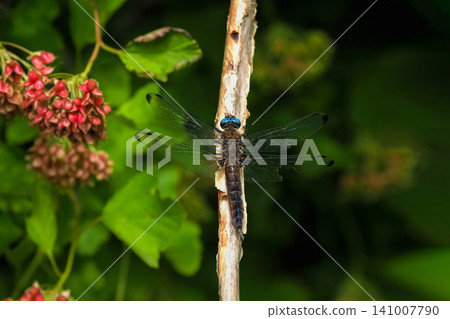 A dragonfly sitting vertically on a dry branch of a plant surrounded by greenery is captured. A dragonfly sitting vertically on a dry branch of a plant surrounded by greenery is captured. 141007790