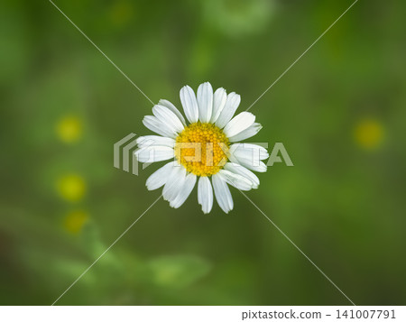 Close up of a single daisy flower on a blurry green background. Close up of a single daisy flower on a blurry green background. 141007791