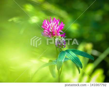 Beautiful pink clover wildflower close-up against a bright natural green bokeh background. Beautiful pink clover wildflower close-up against a bright natural green bokeh background. 141007792