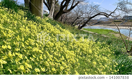 Large-flowered wood sorrel blooming profusely on the riverbank (right bank of the Otogawa River/Okazaki City, Aichi Prefecture) Large-flowered wood sorrel blooming profusely on the riverbank (right bank of the Otogawa River/Okazaki City, Aichi Prefecture) 141007838