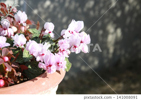 Winter flower: Cyclamen 1 141008091