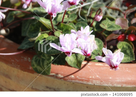 Winter flower: Cyclamen 5 141008095
