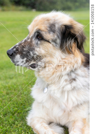 tricolor shepherd dog profile, nature tricolor shepherd dog profile, nature 141008158