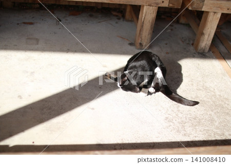 Cat grooming itself 2 Cat grooming itself 2 141008410