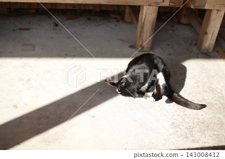 4 cats grooming themselves 4 cats grooming themselves 141008412
