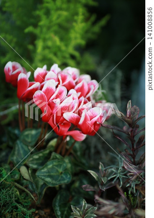 Winter flower: Cyclamen 10 Winter flower: Cyclamen 10 141008856