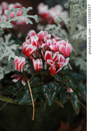 Winter flower: Cyclamen 11 Winter flower: Cyclamen 11 141008857