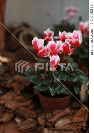 Winter flower: Cyclamen 12 141008858