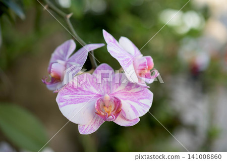 Beautiful pink phalaenopsis orchid, Amapal 4 141008860