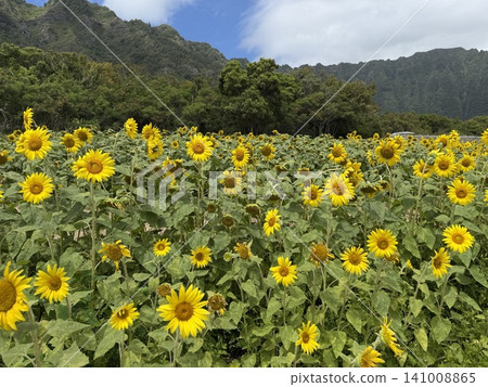 夏威夷瓦伊納馬洛鄉村農場:六月向日葵花田盛開 夏威夷瓦伊納馬洛鄉村農場:六月向日葵花田盛開 141008865