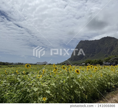 "Hawaii" Wainamalo Country Farms: Sunflower fields in full bloom in June "Hawaii" Wainamalo Country Farms: Sunflower fields in full bloom in June 141008866