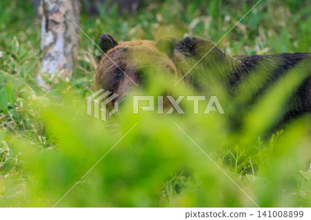 Brown bear Brown bear 141008899