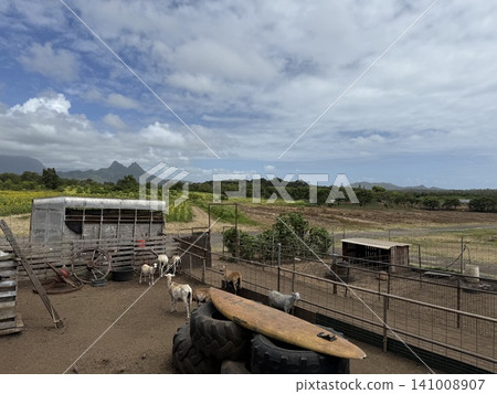 夏威夷瓦伊納馬洛鄉村農場:六月向日葵花田盛開 夏威夷瓦伊納馬洛鄉村農場:六月向日葵花田盛開 141008907