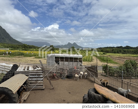 夏威夷瓦伊納馬洛鄉村農場:六月向日葵花田盛開 夏威夷瓦伊納馬洛鄉村農場:六月向日葵花田盛開 141008908