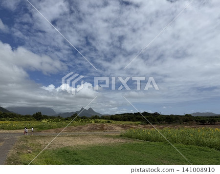 夏威夷瓦伊納馬洛鄉村農場:六月向日葵花田盛開 夏威夷瓦伊納馬洛鄉村農場:六月向日葵花田盛開 141008910