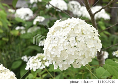 White hydrangea White hydrangea 141008950