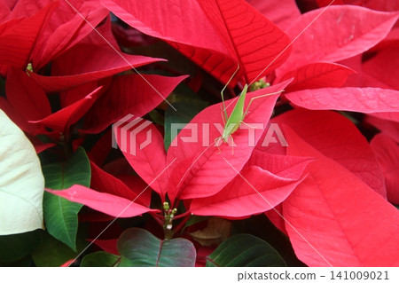 December flower: Poinsettia 64 December flower: Poinsettia 64 141009021