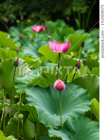 Pink Oga lotus flowers and buds blooming amidst lotus leaves. Pink Oga lotus flowers and buds blooming amidst lotus leaves. 141009075