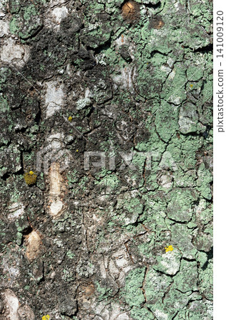 樹皮紋路、地衣、櫸樹皮、圖形材料 樹皮紋路、地衣、櫸樹皮、圖形材料 141009120