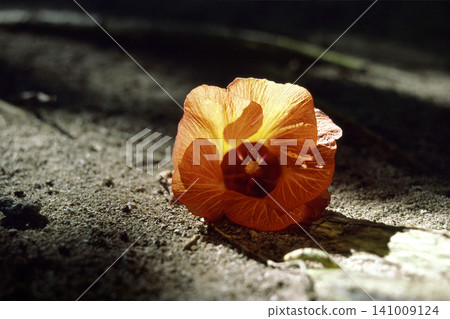 Fallen flowers, flowers translucent in the sunlight, Hibiscus tiliaceus, graphic material Fallen flowers, flowers translucent in the sunlight, Hibiscus tiliaceus, graphic material 141009124