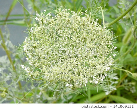 Wild carrot flower Wild carrot flower 141009131