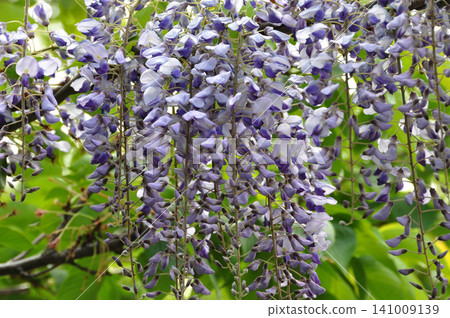 Wisteria flowers (Fuji) Wisteria flowers (Fuji) 141009139