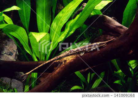 Farlowella (a type of catfish) - a type of catfish - for aquariums Farlowella (a type of catfish) - a type of catfish - for aquariums 141009168