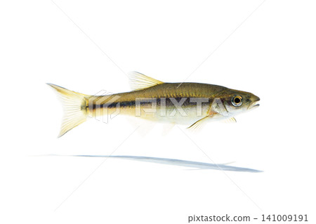鰷魚(日本鰷)、肥鰷、白色背景 鰷魚(日本鰷)、肥鰷、白色背景 141009191