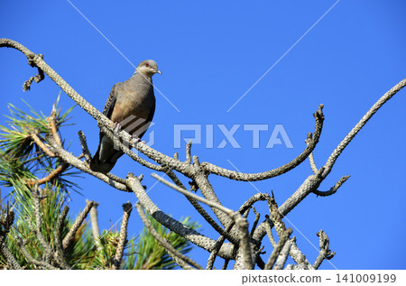 Turtle dove and blue sky Turtle dove and blue sky 141009199