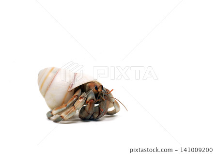 Hermit crab white background Hermit crab white background 141009200