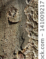 Tree bark pattern - Zelkova wood grain - Graphic material 141009217