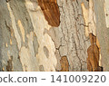 Tree bark pattern - Plane tree bark - Graphic material 141009220