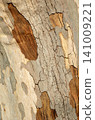 Tree bark pattern - Plane tree bark - Graphic material 141009221