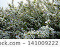 A field of spirea (Spiraea thunbergii) - spirea graphic material 141009222