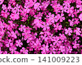 A field of moss phlox. Moss phlox graphic material. 141009223