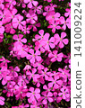 A field of moss phlox. Moss phlox graphic material. 141009224